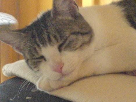 Huskat Bettemis - Bettemis elsker at ligge og flade ud! Hun er bare min engel <´3 billede 1