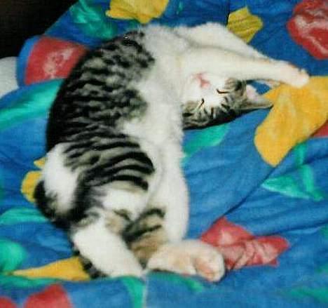 Huskat Bettemis - Bettemis billede 2