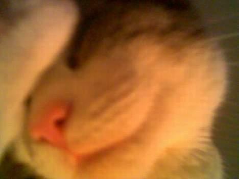 Huskat Bettemis - Jeg synes hun er mega nuttet her! (taget med mobil) billede 3