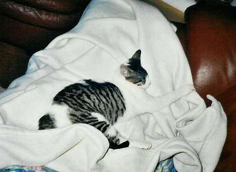 Huskat Bettemis - Hehe Ja man skulle tro hun sov 24 - 7 billede 4