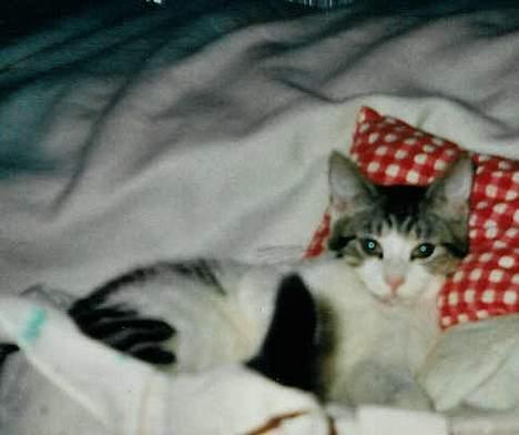 Huskat Bettemis - Her er hun ikke så gammel igen billede 5