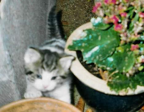 Huskat Bettemis - Bettemis som meget lille billede 6