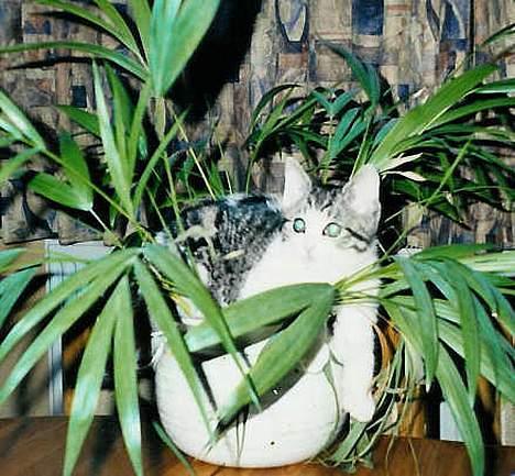 Huskat Bettemis - Åh ja, den potteplante fik hun hurtigt gjort af med ;) billede 7