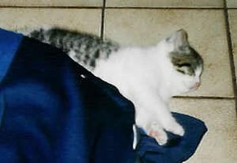 Huskat Bettemis - vi har gulv varme, så der tilbringer hun meget af tiden, også da hun var lille ;) billede 8