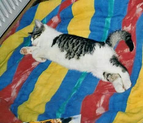 Huskat Bettemis - Bettemis ! billede 9