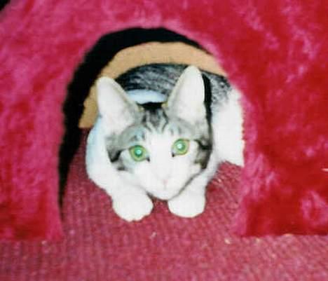 Huskat Bettemis - Hvem siger at en huskat ikke også kan være smuk og dejlig ?? billede 10