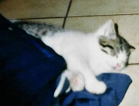 Huskat Bettemis - Kan godt ske hun ligner en engel der, men hun VAR en vildbasse ;) billede 11