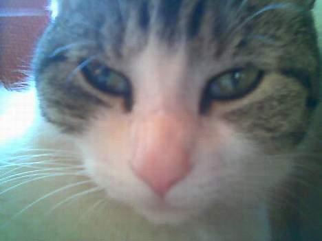 Huskat Bettemis - Bettemis <´3 billede 12