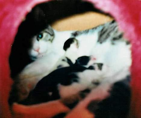 Huskat Bettemis - Hun var en super god mor, der passede RIGTIG godt på sine killinger her var hun næsten 1 år! billede 13