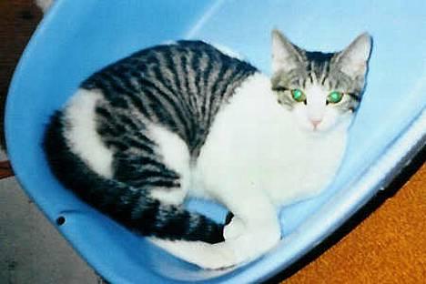 Huskat Bettemis - Arh en dejlig balje lige til at ligge og slappe af i :) billede 14