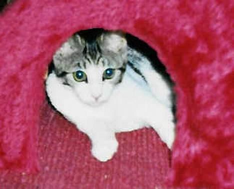 Huskat Bettemis - En huskat kan også være smuk og lige så dejlig som en racekat billede 15