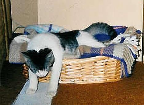 Huskat Bettemis - Hov, pas nu på du ikke vælter helt ud Bettemis :) billede 17