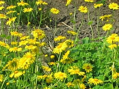 Huskat Hegnsholt's Tulle <3  - ´ # 16: _ Tulle er næsten helt væk i blomsterne ;D billede 16