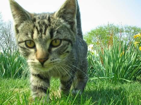 Huskat Hegnsholt's Tulle <3  - ´ # 17: "Hm , hva er mon det" ? xD billede 17