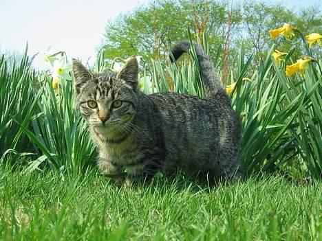 Huskat Hegnsholt's Tulle <3  - ´ # 18: Må undersøqes (: billede 18