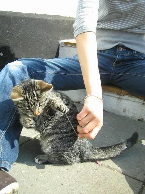 Huskat Hegnsholt's Tulle <3  - ´ # 19: "Nu har jeq diq ! " billede 19