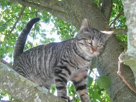 Huskat Hegnsholt's Tulle <3  - ´ # 20: Puha , der er lanqt ned ;s billede 20