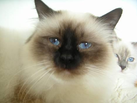 Hellig Birma Mr. Egyptian King Emil billede 8