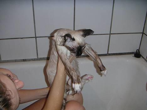 Hellig Birma Mr. Egyptian King Emil - Emil i bad *g* billede 9