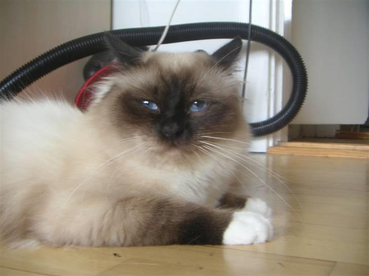 Hellig Birma Mr. Egyptian King Emil - 1,5år billede 10