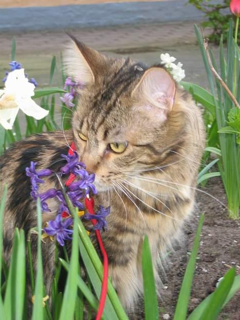 Maine Coon Ally R.I.P - 8/5 06 Mmm, blomsten dufter godt.. billede 3