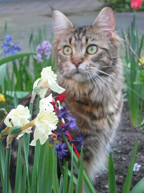 Maine Coon Ally R.I.P - 8/5 06 billede 4