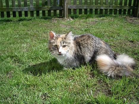 Blanding af racer Norsk skovkat Sille billede 1