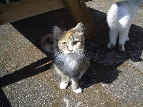 Blanding af racer Norsk skovkat Sille - Er jeg ikke bare dejlig. billede 2