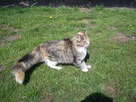 Blanding af racer Norsk skovkat Sille - Puh hvor det blæser. billede 3