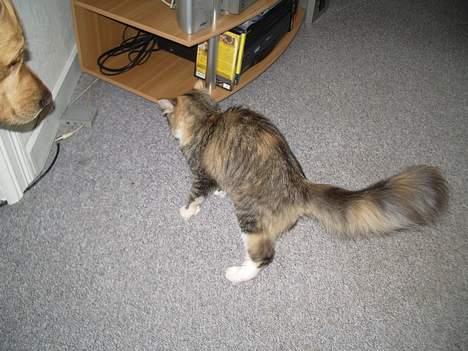 Blanding af racer Norsk skovkat Sille - Ih hvor har jeg det skægt. billede 4