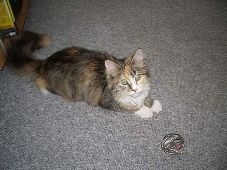 Blanding af racer Norsk skovkat Sille - Første dag i mit nye hjem. billede 5