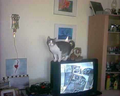 Huskat Kiki billede 16