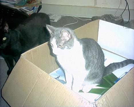 Huskat Kiki billede 17