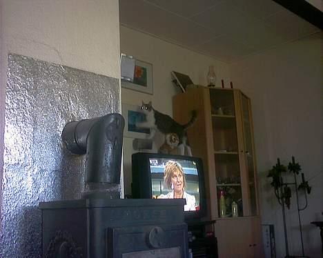 Huskat Kiki billede 18