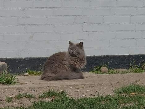 Blanding af racer Pjevs billede 7