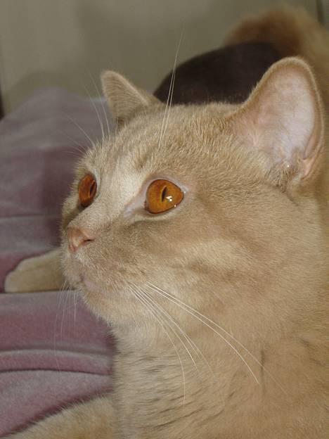 British Shorthair Kasae's Donnovan - Hej Jeg hedder Magnus billede 1