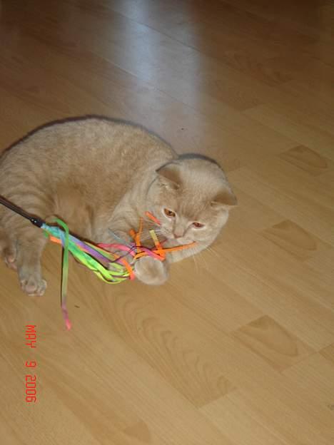 British Shorthair Kasae's Donnovan - Den dumme en, nu skal den få skal den.  billede 2