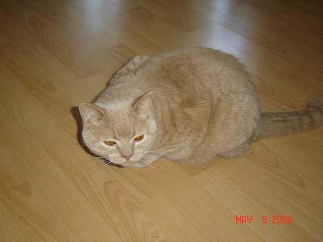 British Shorthair Kasae's Donnovan - Jeg ligger lige på lur billede 3