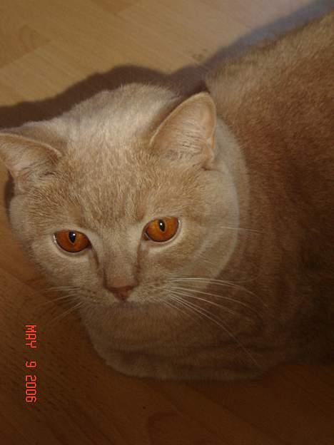 British Shorthair Kasae's Donnovan - Jeg ligger lige her og er smuk billede 4