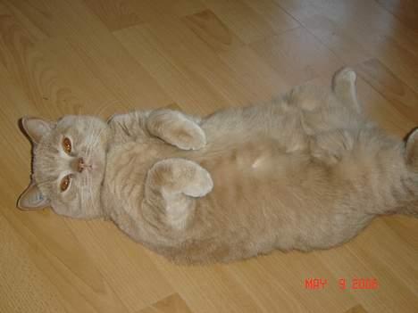 British Shorthair Kasae's Donnovan - Selv om man ikke er killing kan man vel godt være lidt fjollet, ik? billede 5