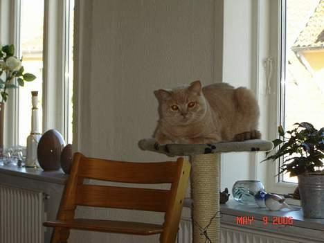 British Shorthair Kasae's Donnovan - Jeg ligger lige og slapper lidt af billede 6