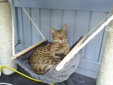 Ocicat Sea Coon Andi billede 14