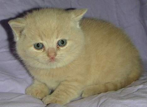 British Shorthair Kasae's Donnovan - Her er jeg en lille sød baby billede 7