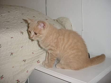 British Shorthair Kasae's Donnovan - Hvad var det?? noget jeg skal fange?? billede 8