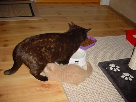 British Shorthair Kasae's Donnovan - jeg snupper lige en tår mens mor spiser, det er der ikke nogen der opdager billede 9