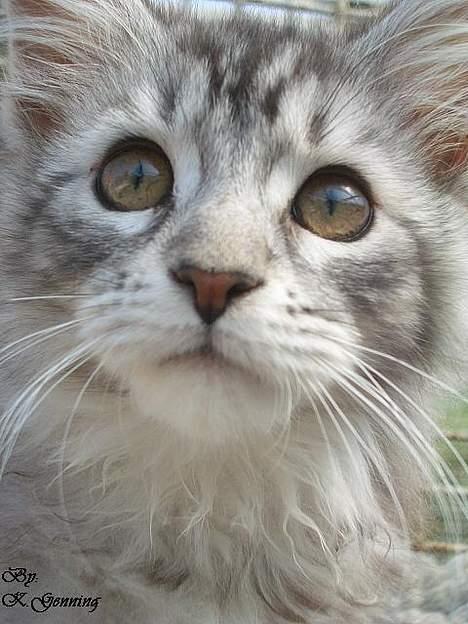 Maine Coon DK Proud Danish Beauti - Beauti *NYT* 10/5-06 billede 20