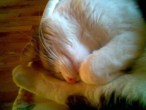 Huskat Bettemis - Det er så min pige *ss* billede 18