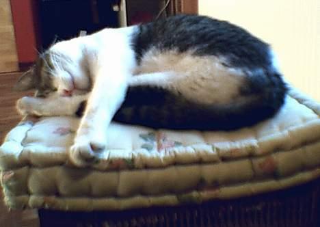 Huskat Bettemis - Åhh er der noget beder end at lige tage en lur ? :) billede 19