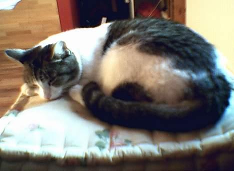 Huskat Bettemis - Taget den 9.5.06 billede 20