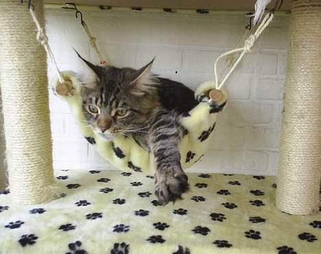 Maine Coon Oliver billede 20